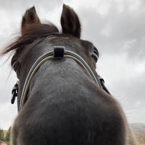 Meet your Posher, Sandy